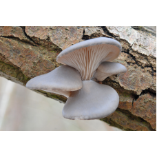 Мицелий Вешенки морское ушко (Pleurotus abalonus) Мицелий Вешенки морское ушко (Pleurotus abalonus)